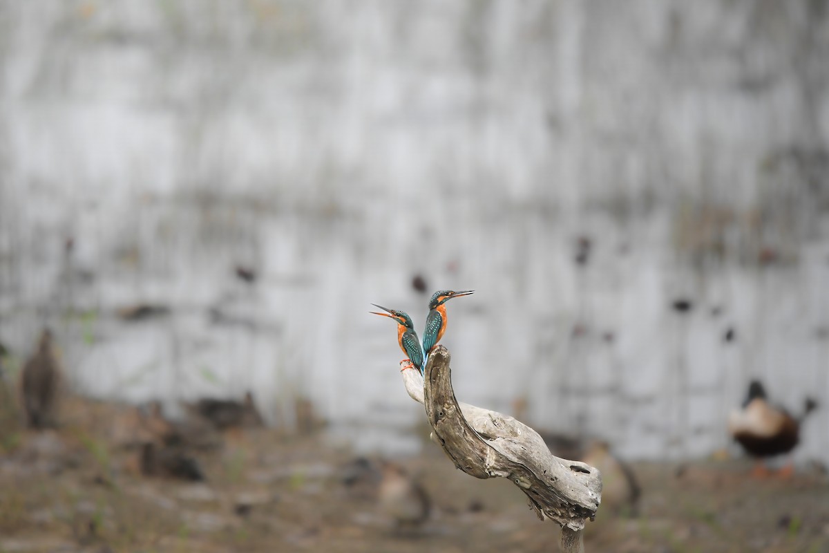 Common Kingfisher - ML646228291
