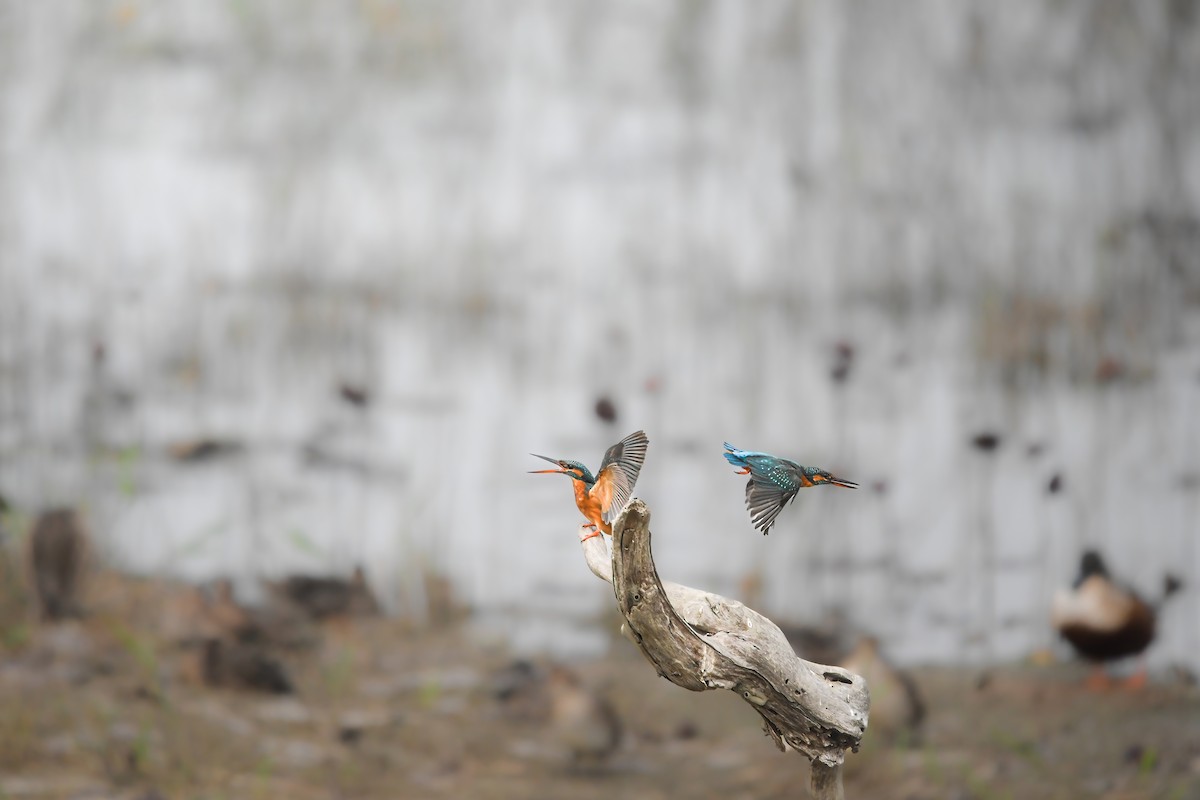 Common Kingfisher - ML646228292
