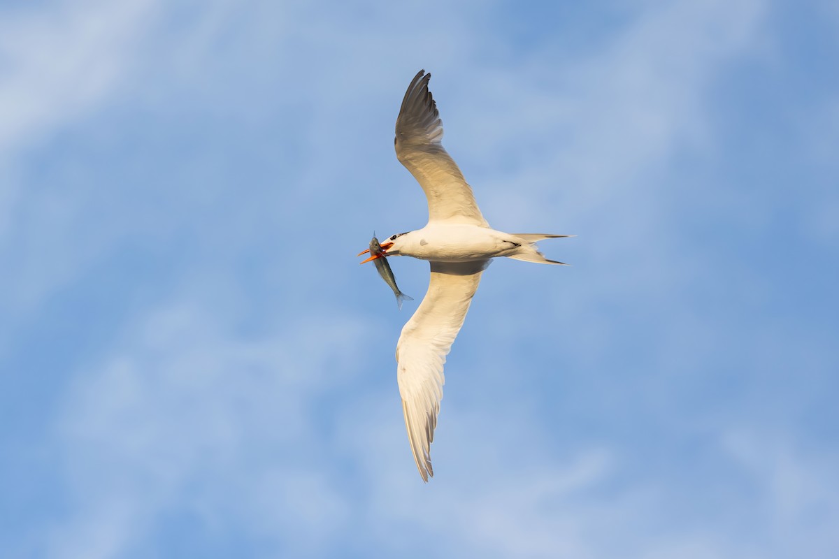 Royal Tern - ML646228294