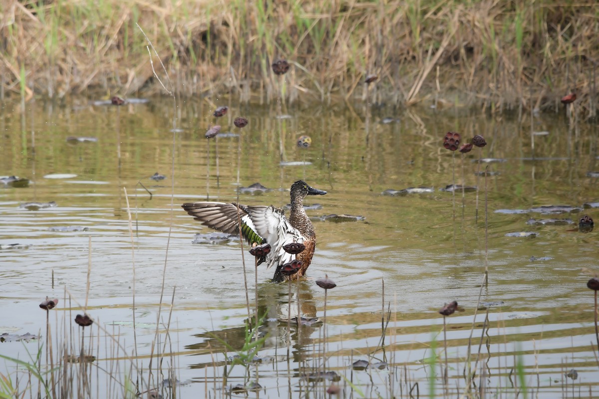 Northern Shoveler - ML646228295