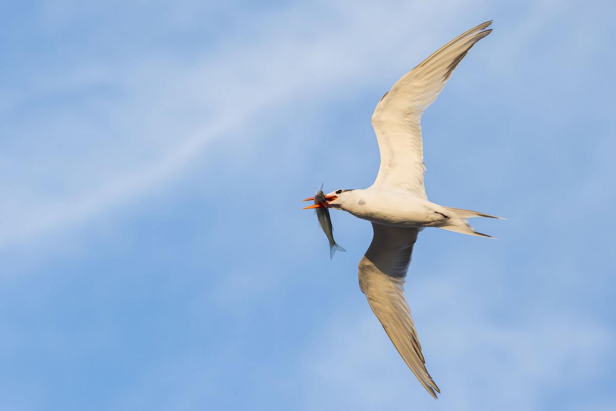 Royal Tern - ML646228296