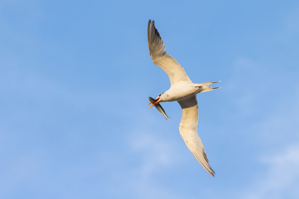 Royal Tern - ML646228297