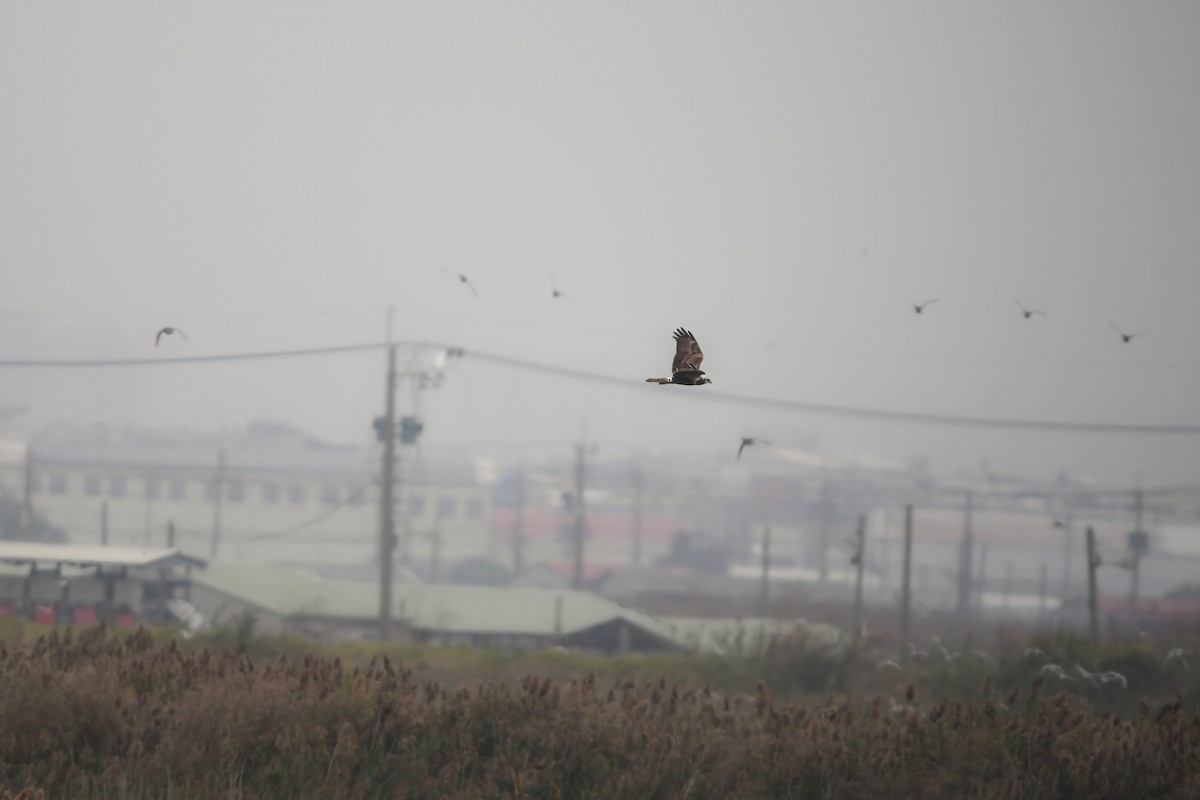 Eastern Marsh Harrier - ML646228298