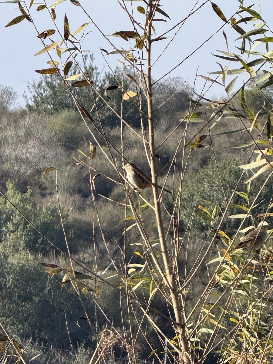 White-crowned Sparrow - ML646228299