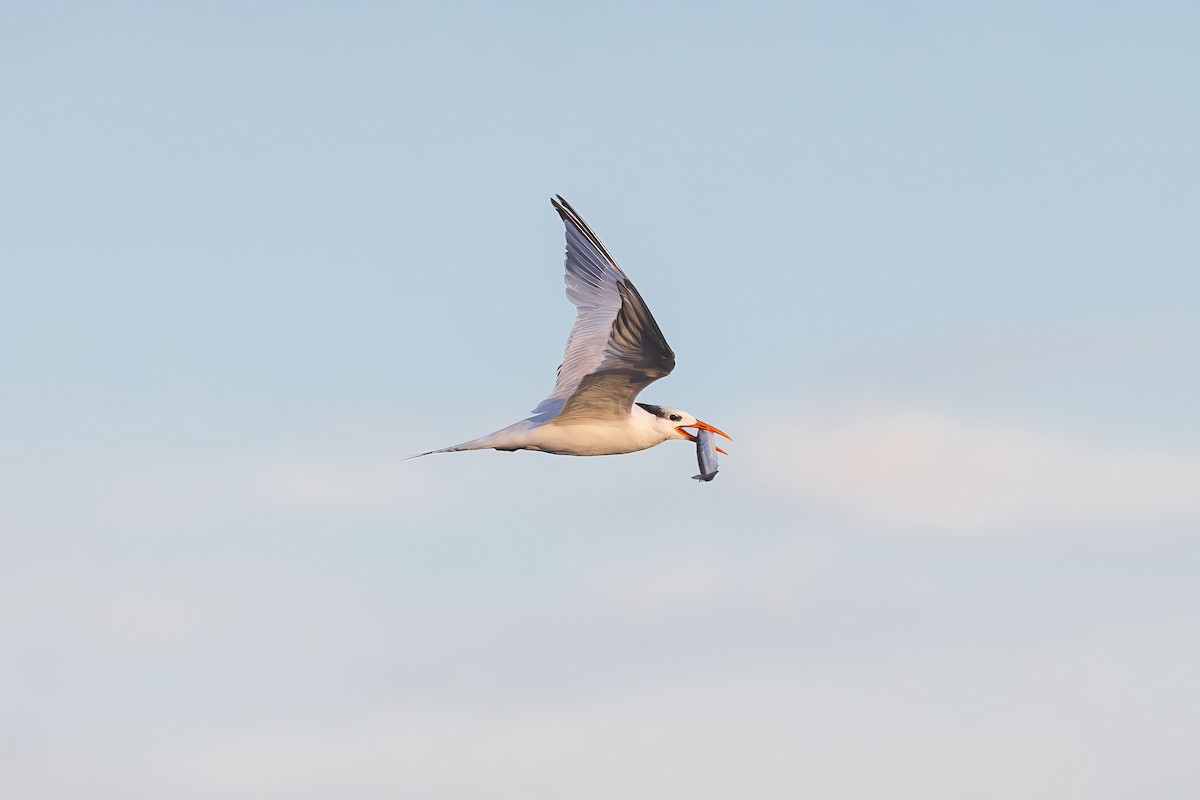 Royal Tern - ML646228300