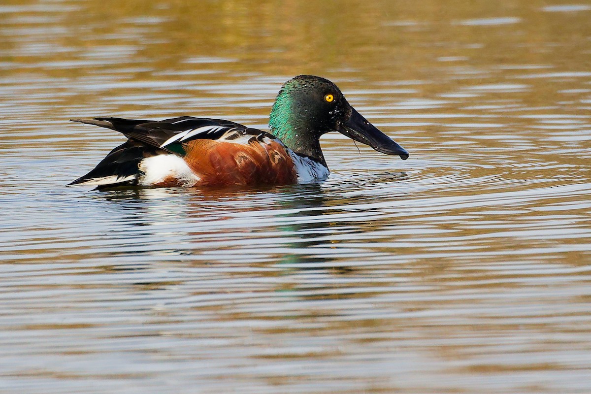 Northern Shoveler - ML646228301
