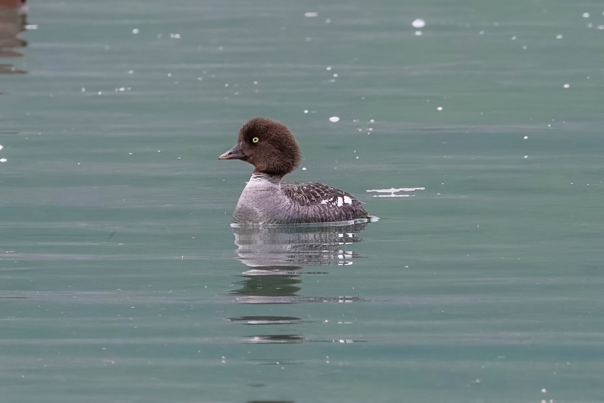 Barrow's Goldeneye - ML646228302