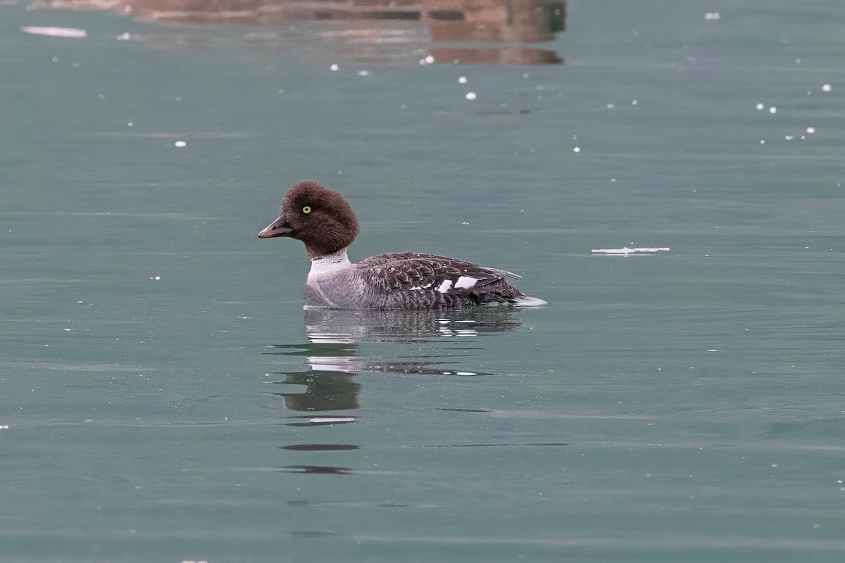 Barrow's Goldeneye - ML646228303
