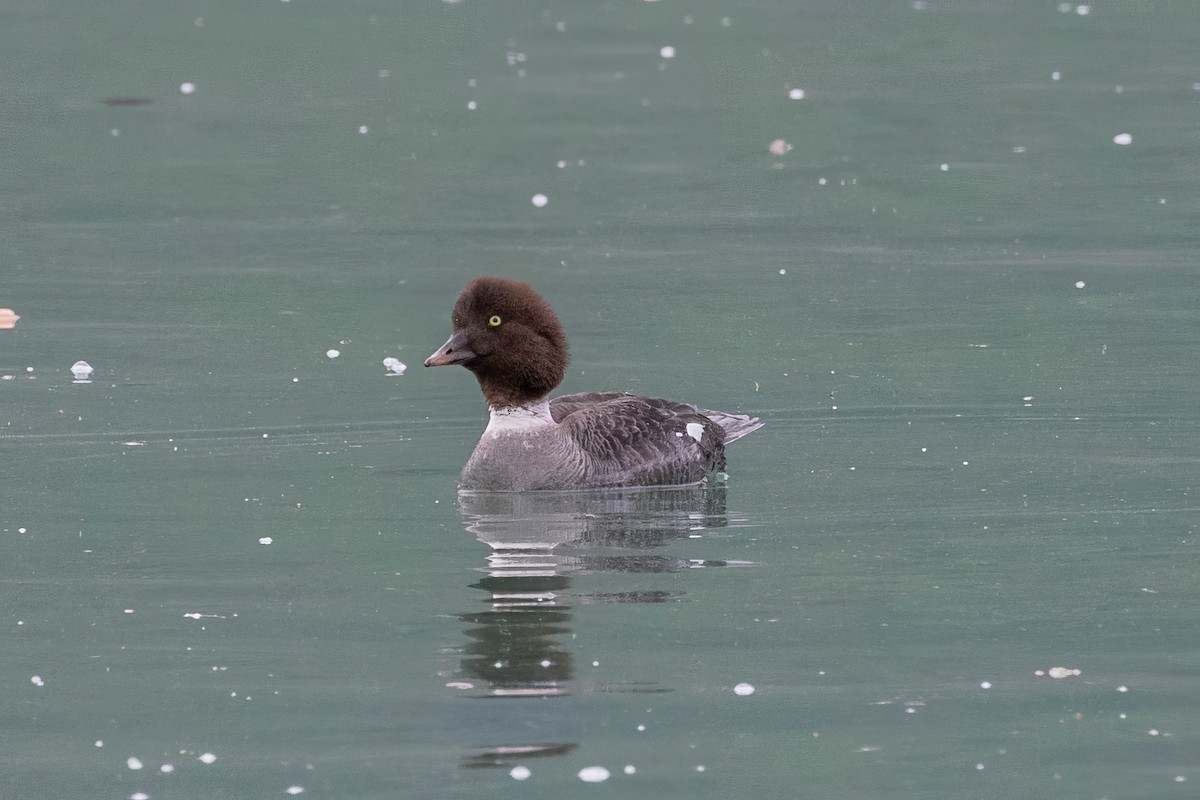 Barrow's Goldeneye - ML646228304