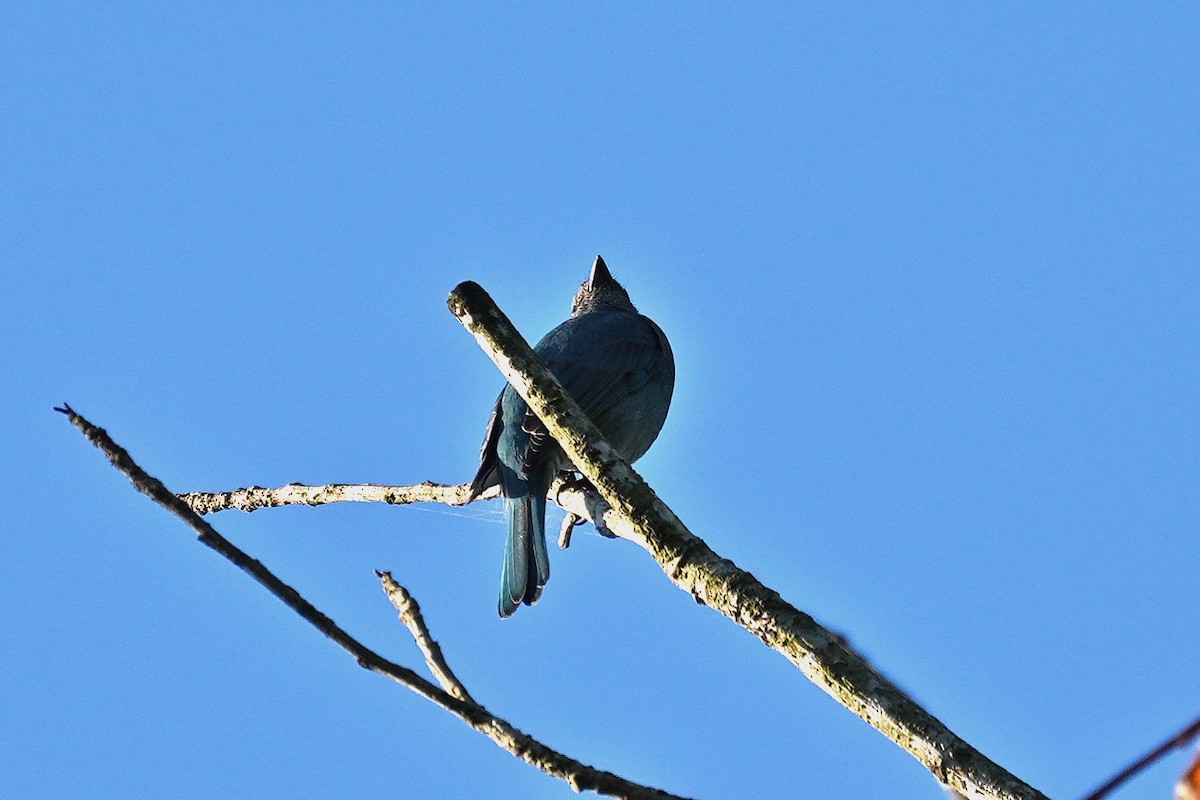 Asian Fairy-bluebird - ML646228305