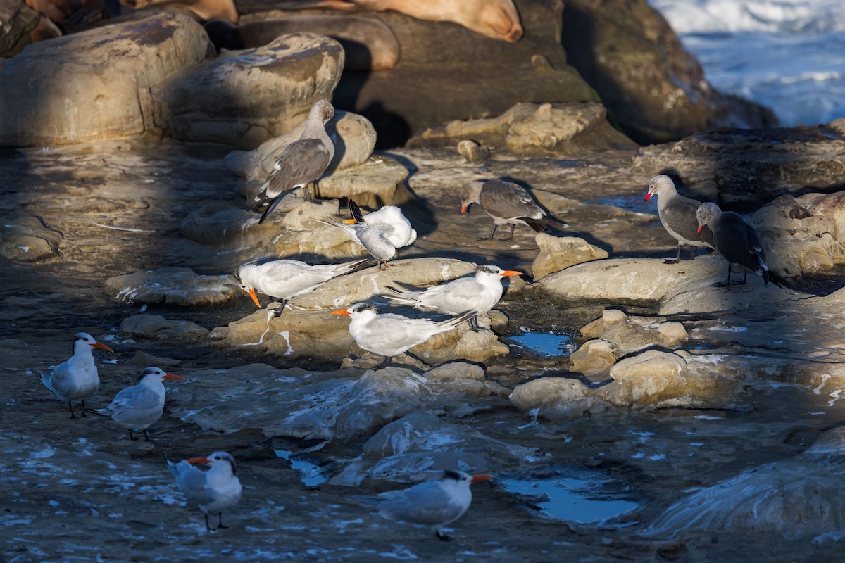 Royal Tern - ML646228306