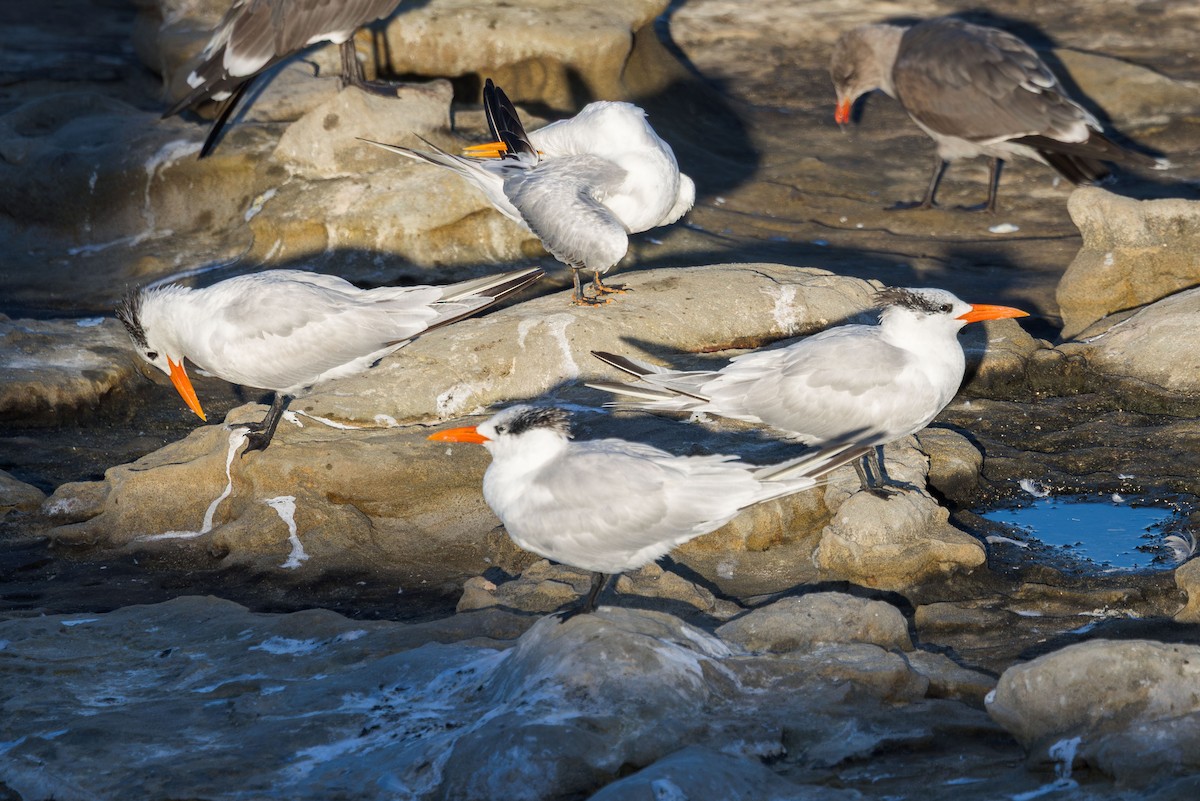 Royal Tern - ML646228307