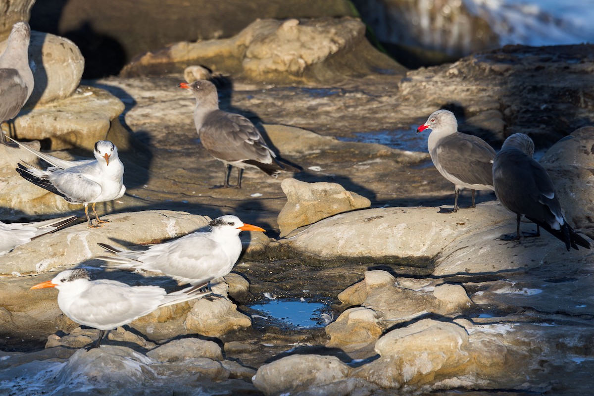 Royal Tern - ML646228308