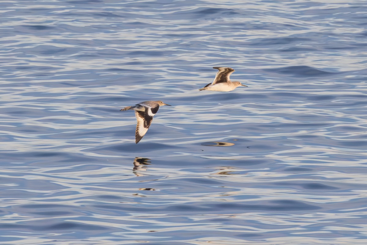 Willet (Western) - ML646228309