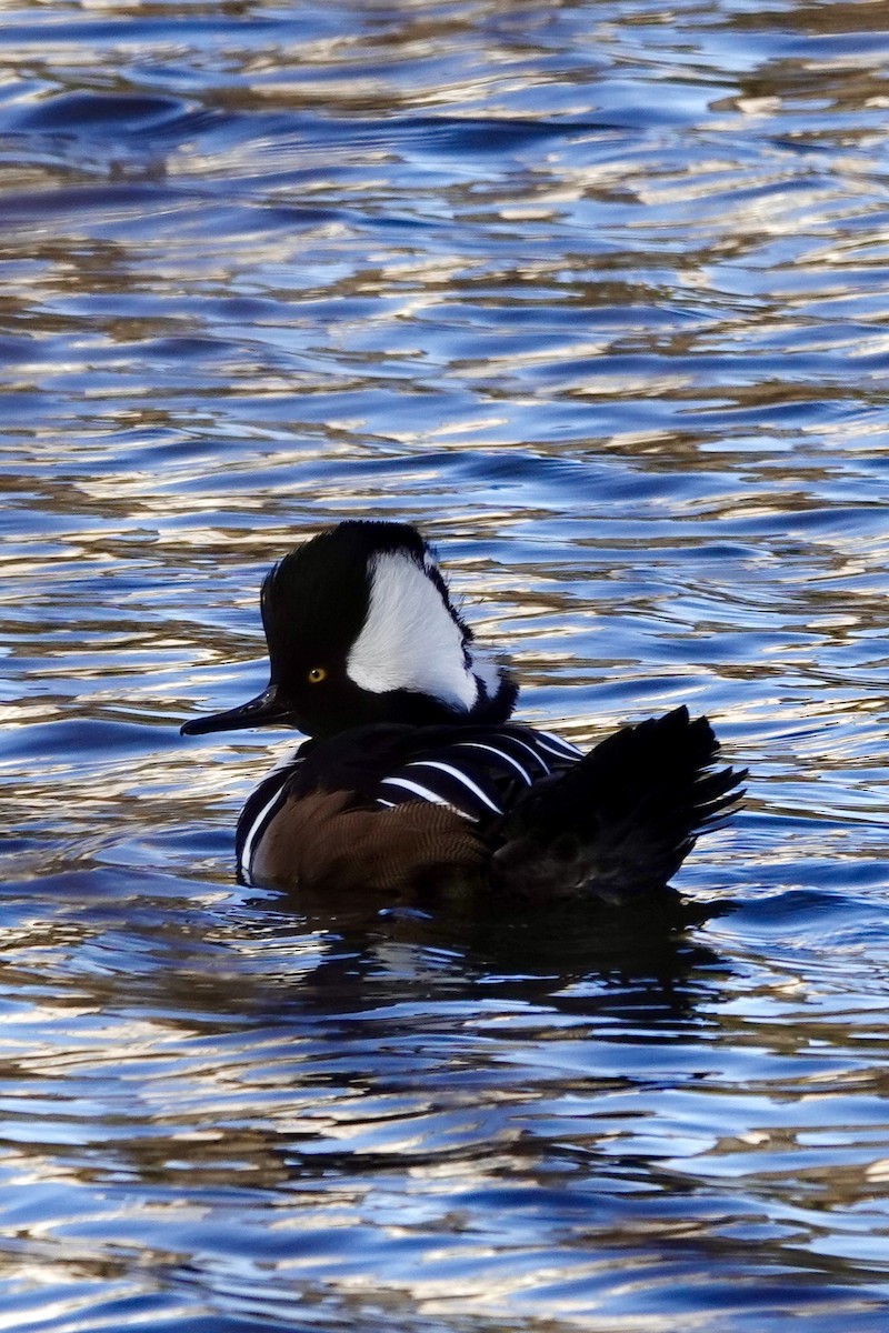 Капюшоновый крохаль - ML646228312