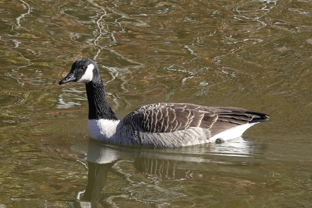 Canada Goose - ML646228314