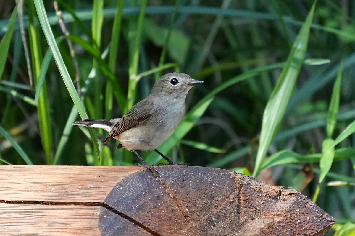 Taiga Flycatcher - ML646228315