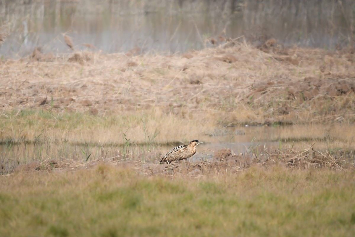 Eurasian Bittern - ML646228316