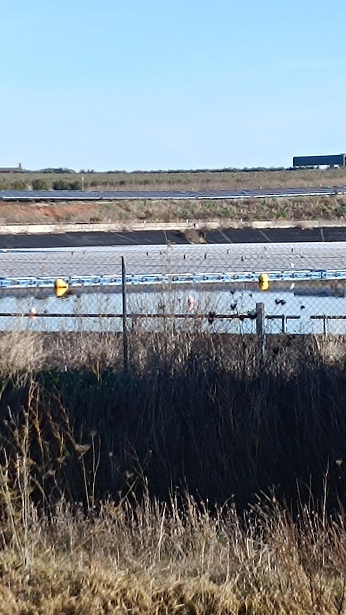 Gray Heron - ML646228317