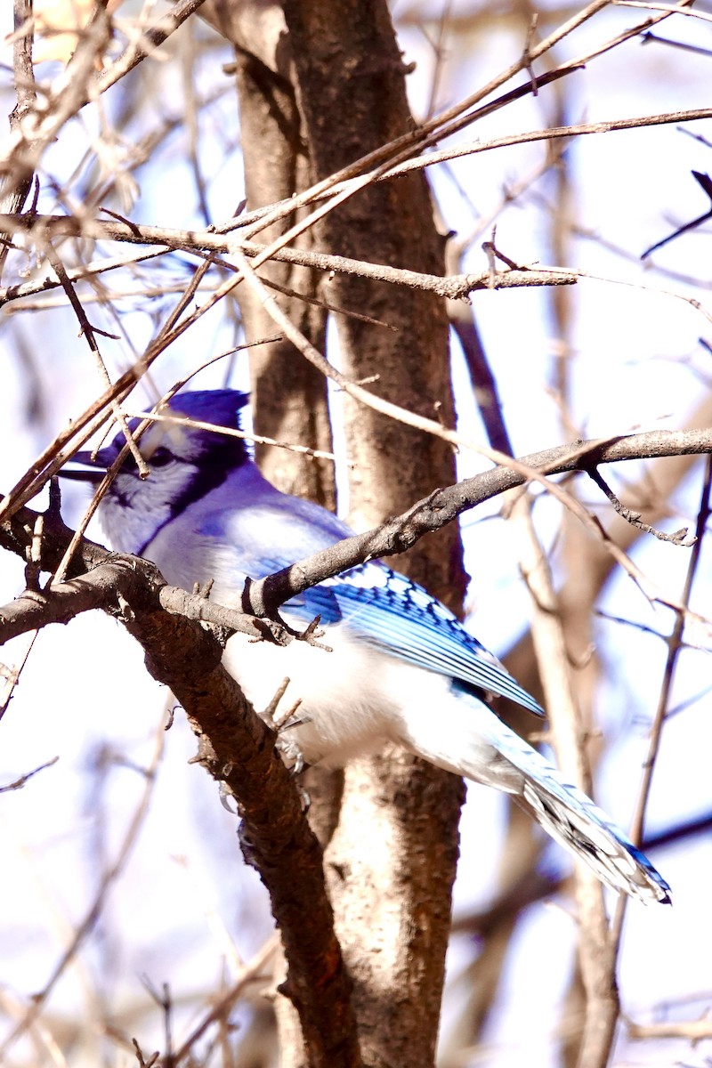 Blue Jay - ML646228318