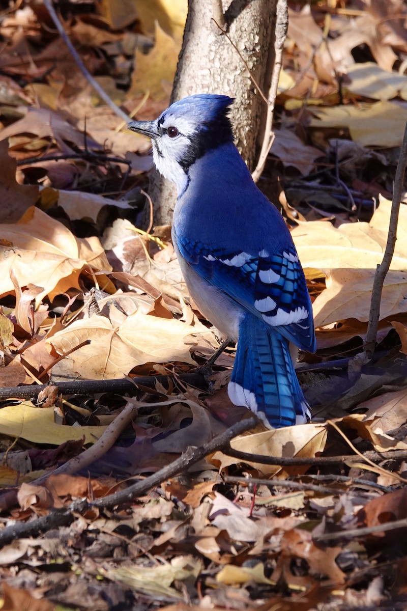 Blue Jay - ML646228319
