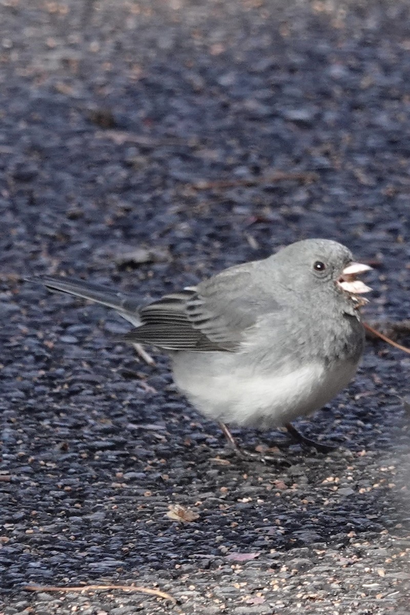 Dark-eyed Junco - ML646228323