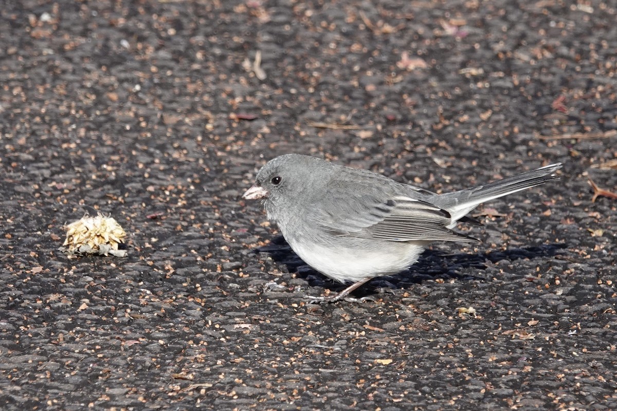 Dark-eyed Junco - ML646228324