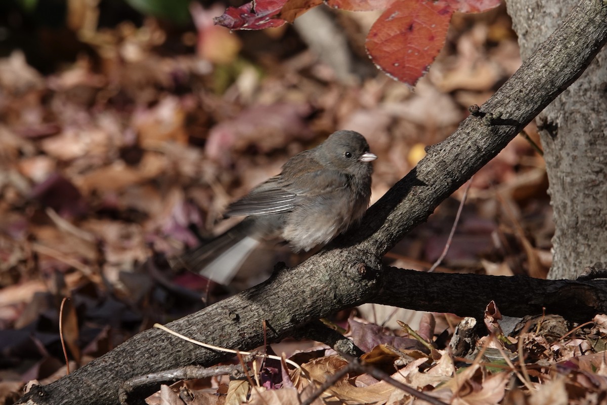 Dark-eyed Junco - ML646228325