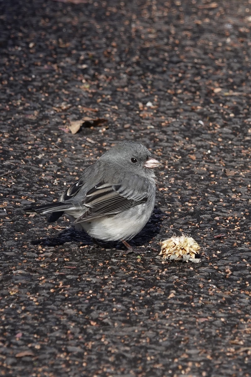Dark-eyed Junco - ML646228326