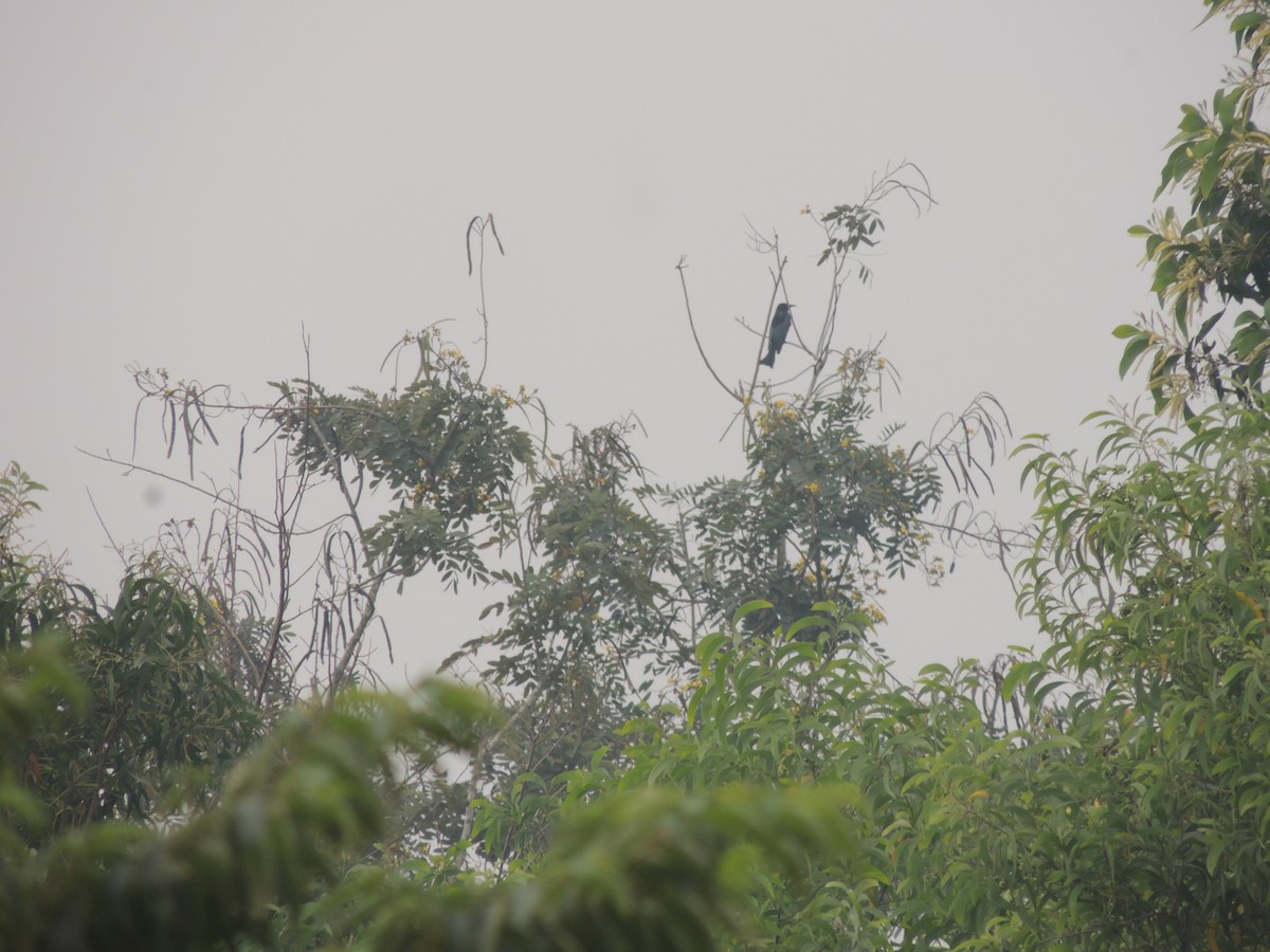 Hair-crested Drongo - ML646228336