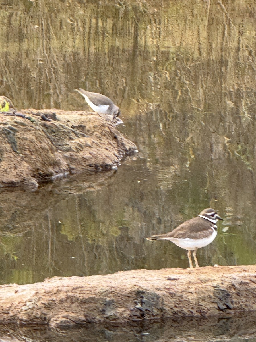 Killdeer - ML646228338
