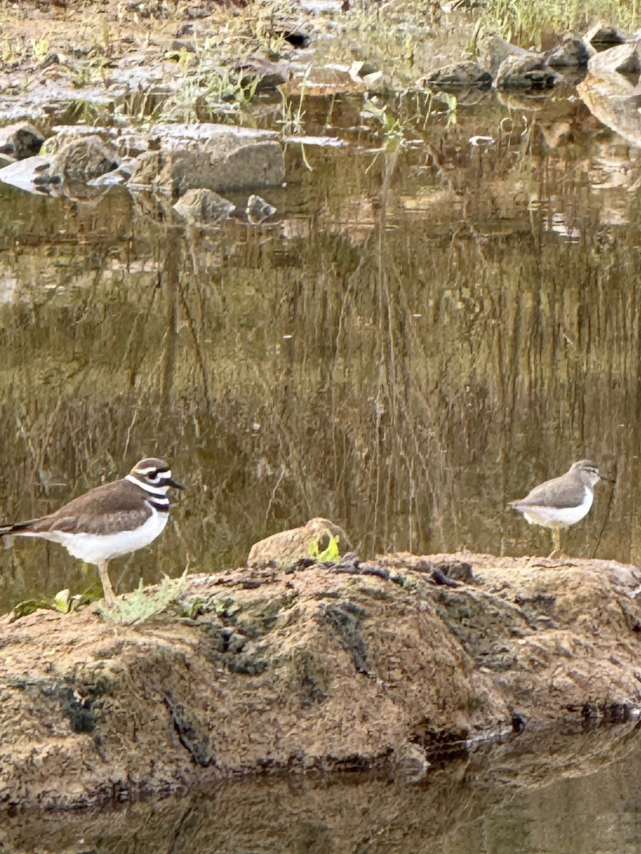 Killdeer - ML646228339