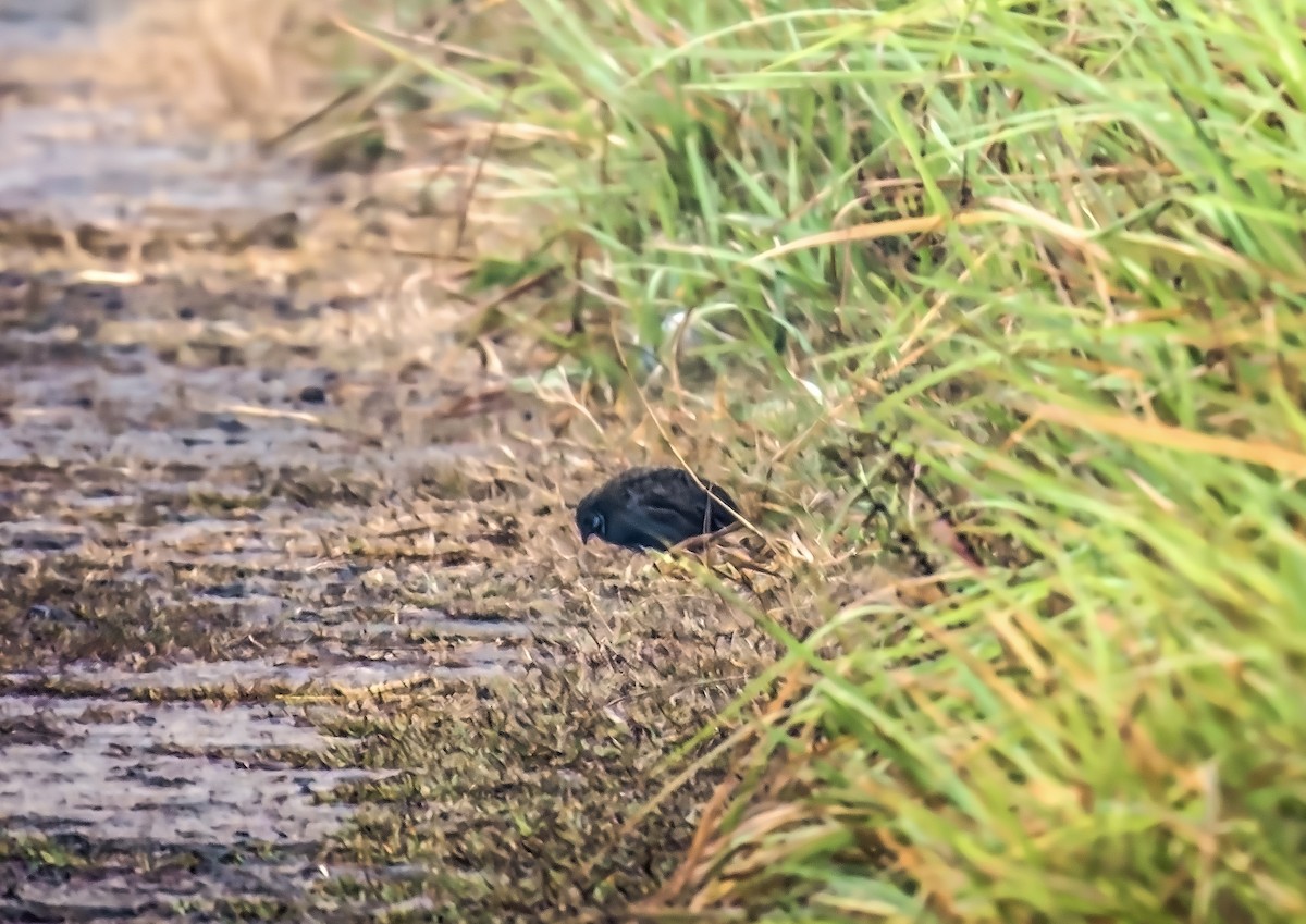 Blue-breasted Quail - ML646228340