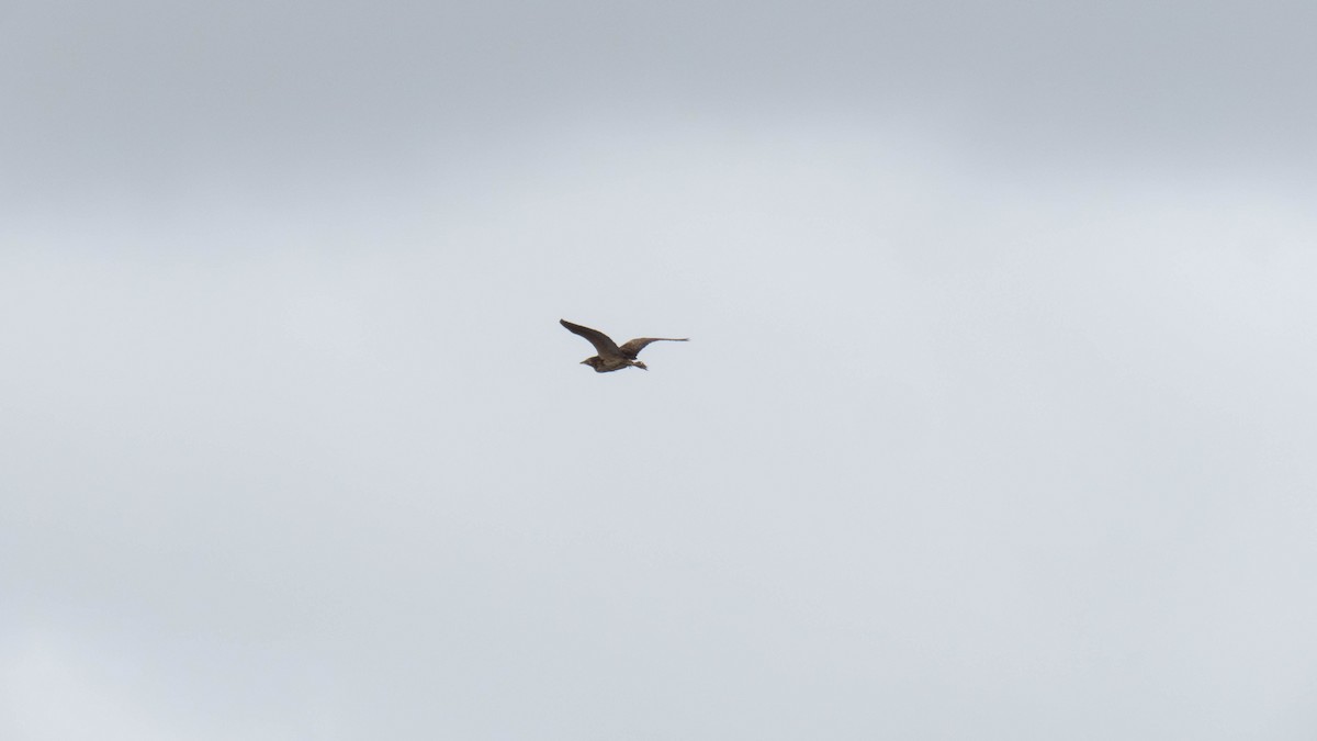 australrørdrum - ML646228345