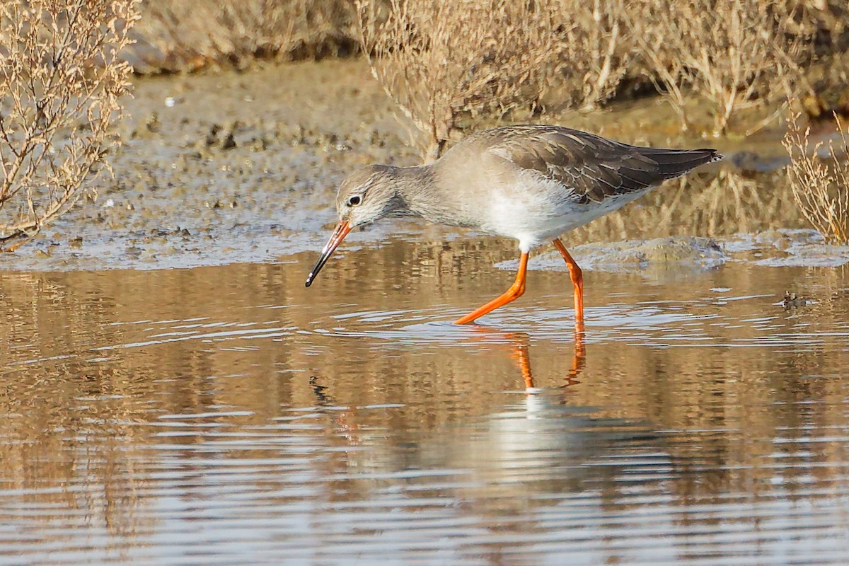 Common Redshank - ML646228353
