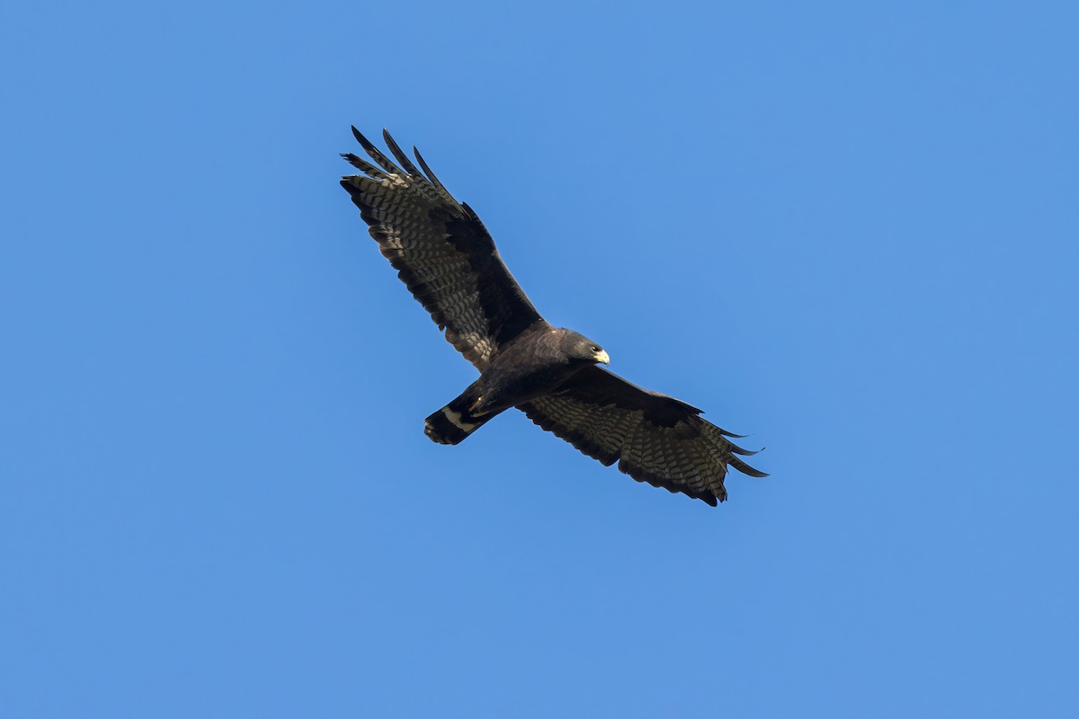 Zone-tailed Hawk - ML646228355