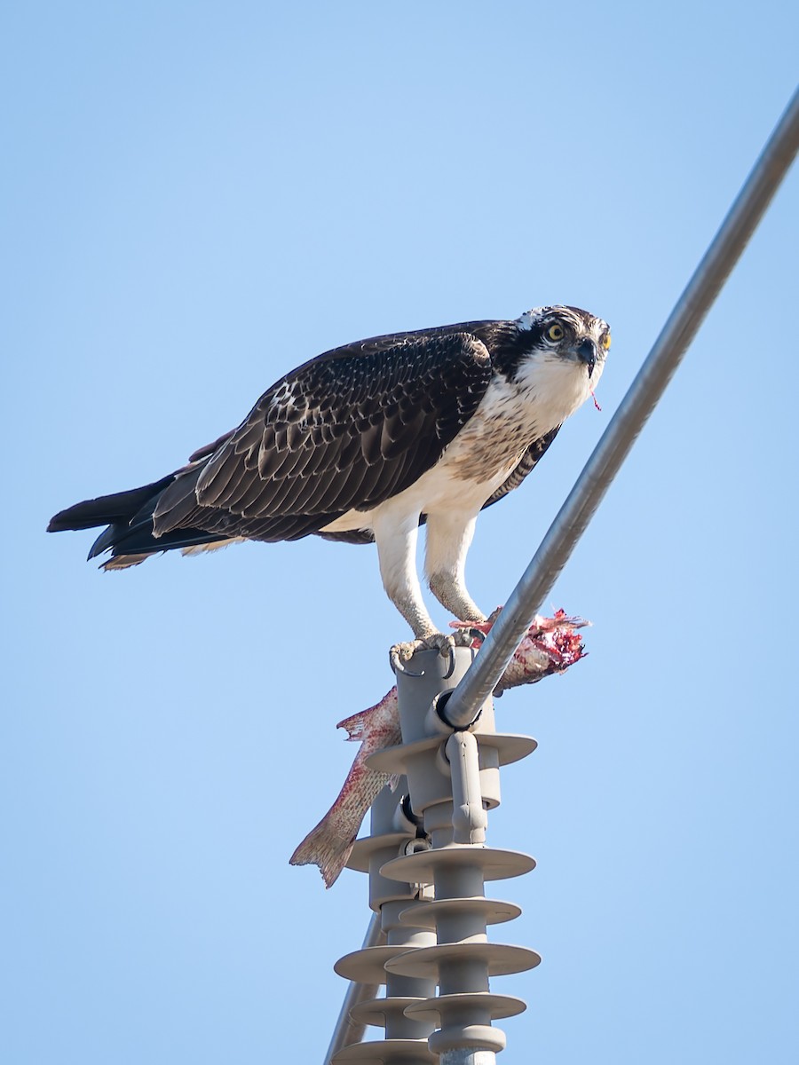 Osprey - ML646228357