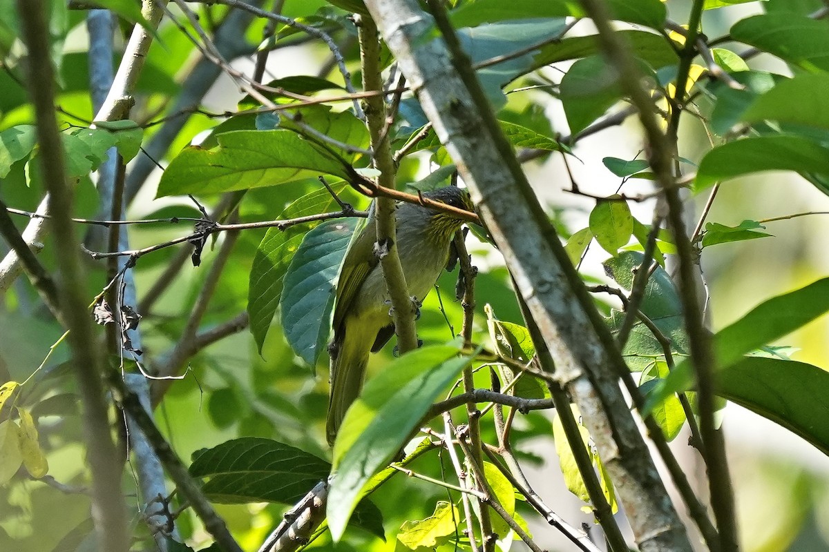 Stripe-throated Bulbul - ML646228358