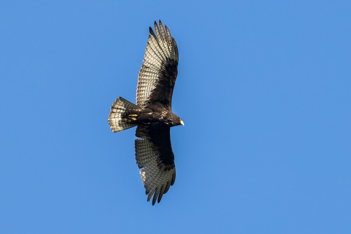 Zone-tailed Hawk - ML646228359