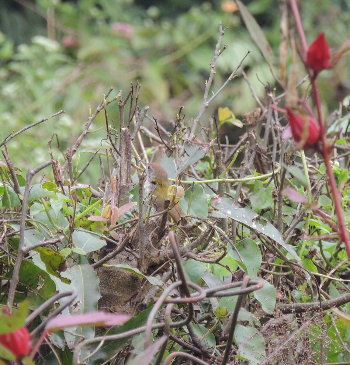 Common Tailorbird - ML646228360