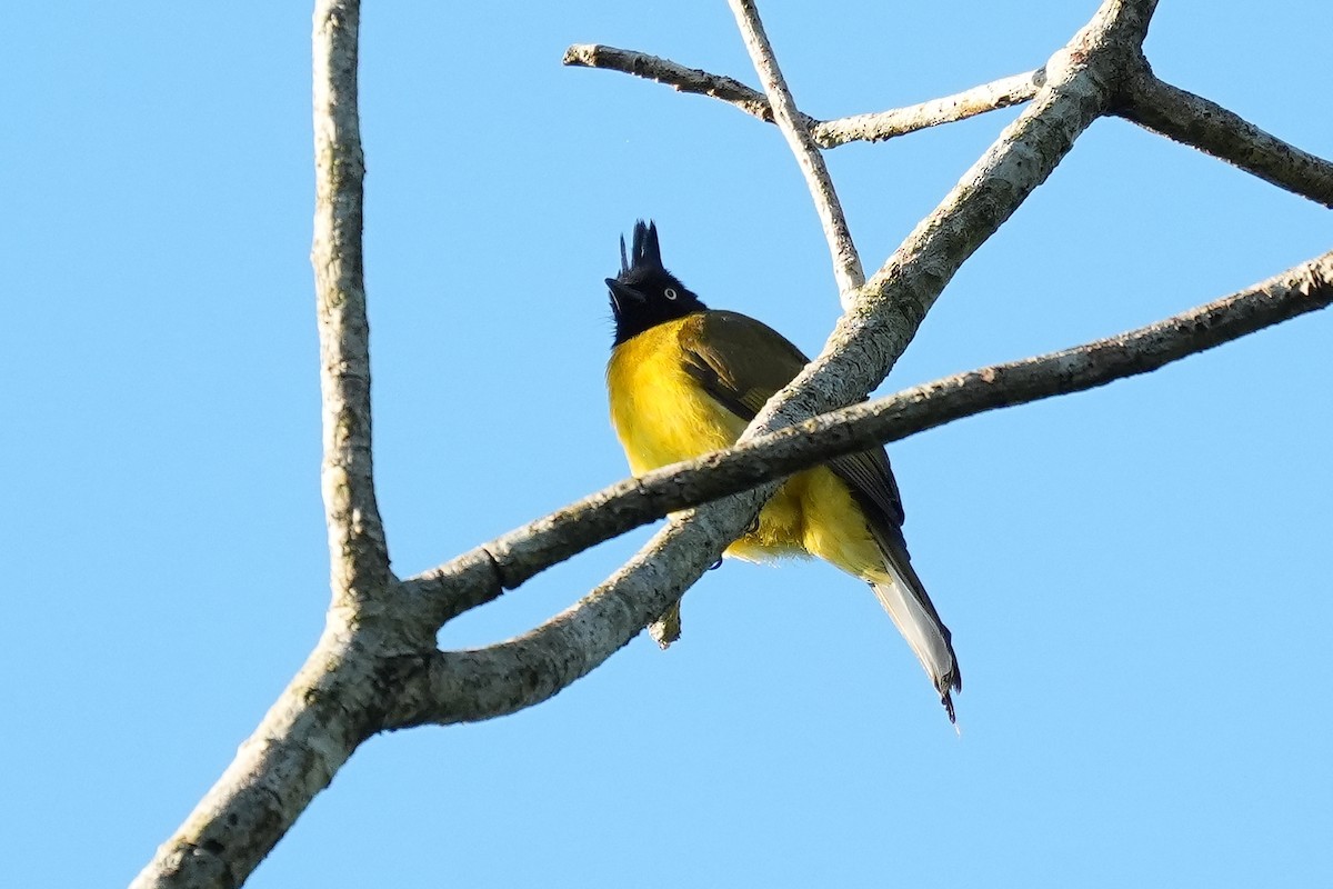 Black-crested Bulbul - ML646228361