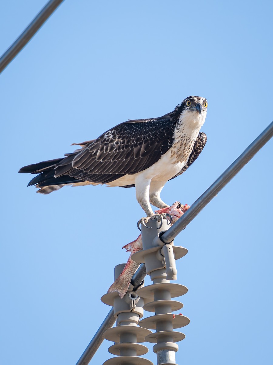 Osprey - ML646228362