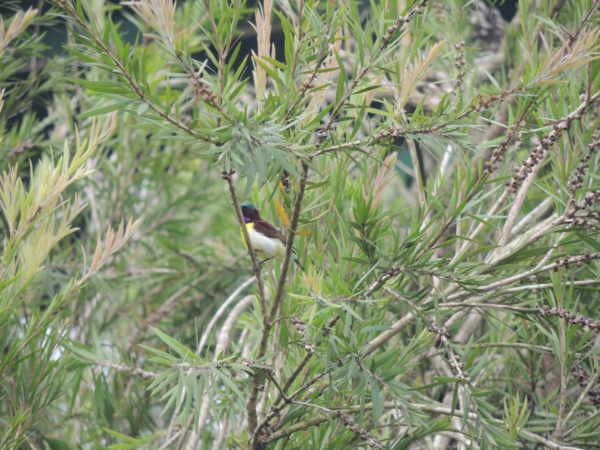 Purple-rumped Sunbird - ML646228364