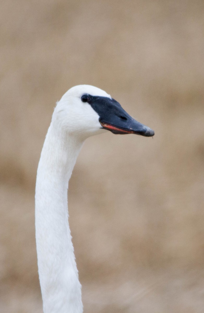 Trumpeter Swan - ML646228365