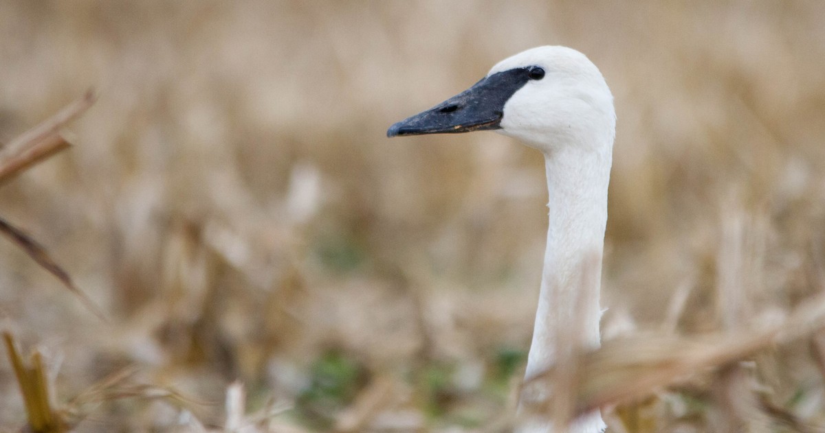 Trumpeter Swan - ML646228366