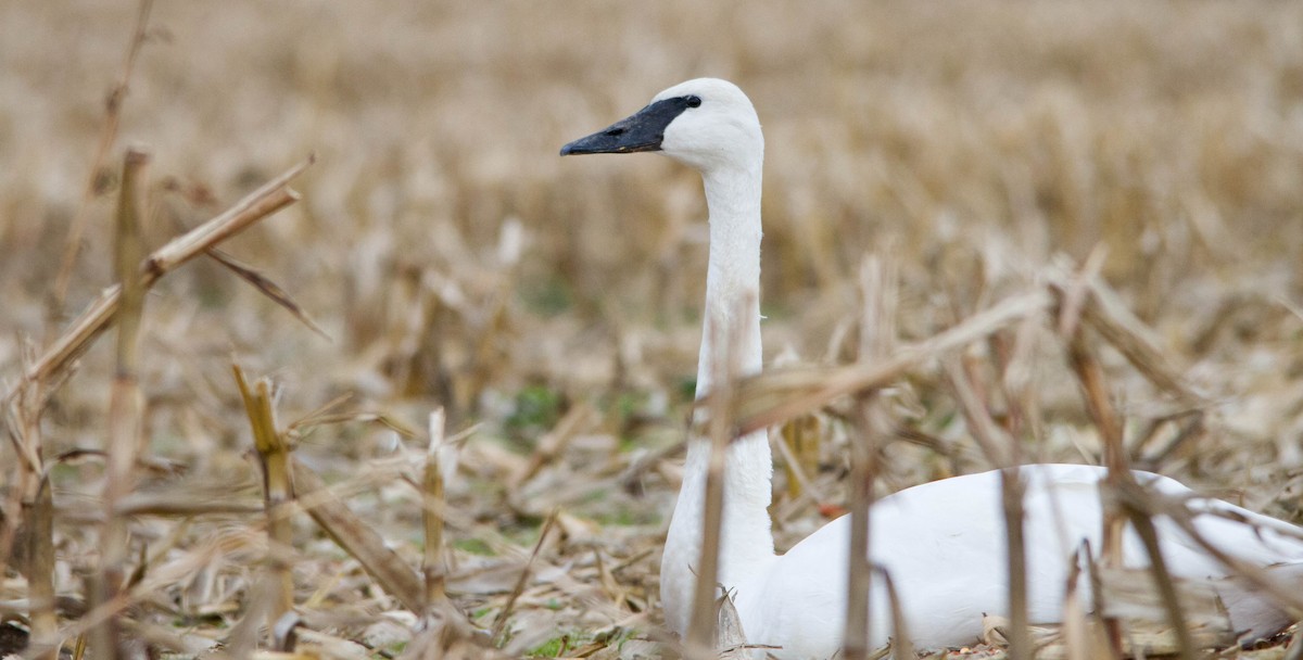 Trumpeter Swan - ML646228367