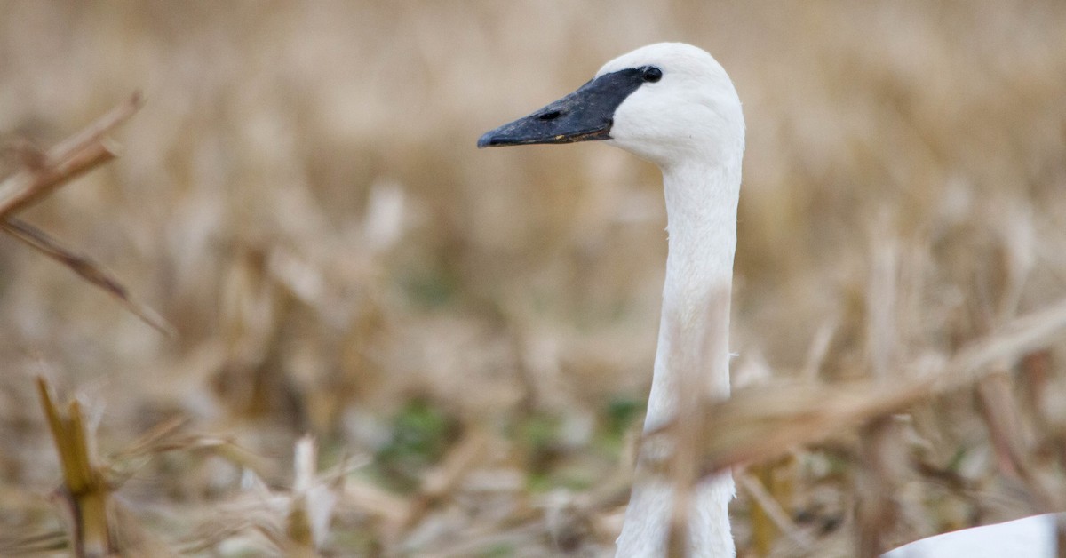 Trumpeter Swan - ML646228368
