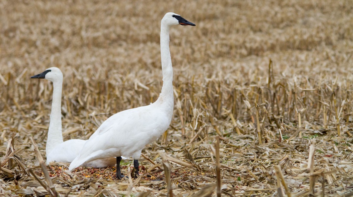 Trumpeter Swan - ML646228369