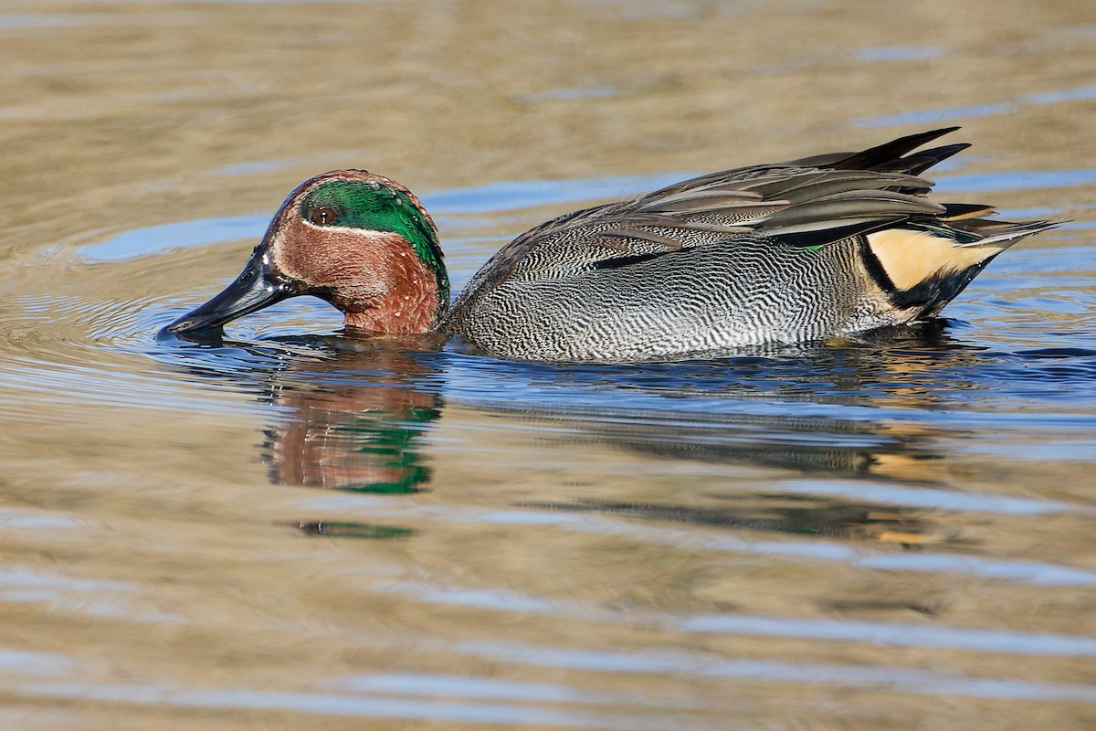 Green-winged Teal - ML646228370