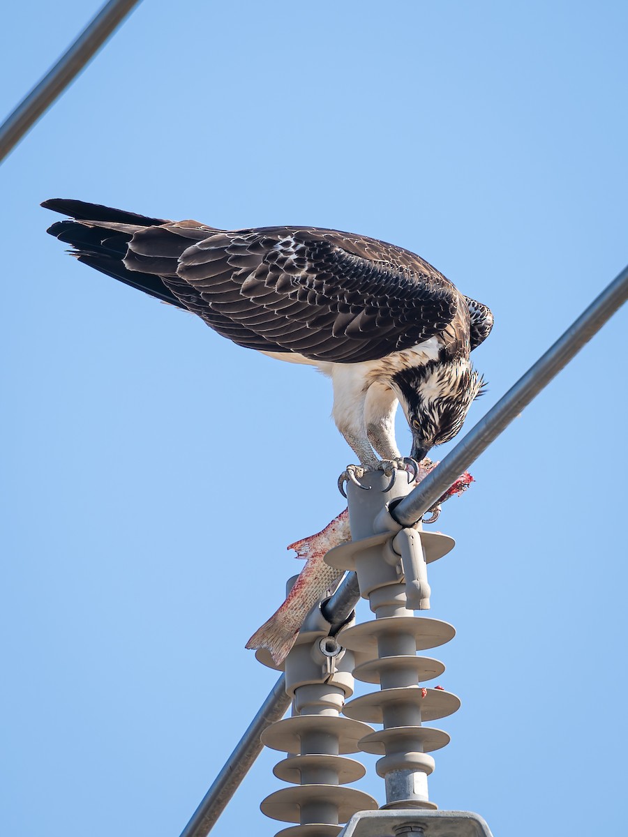 Osprey - ML646228371